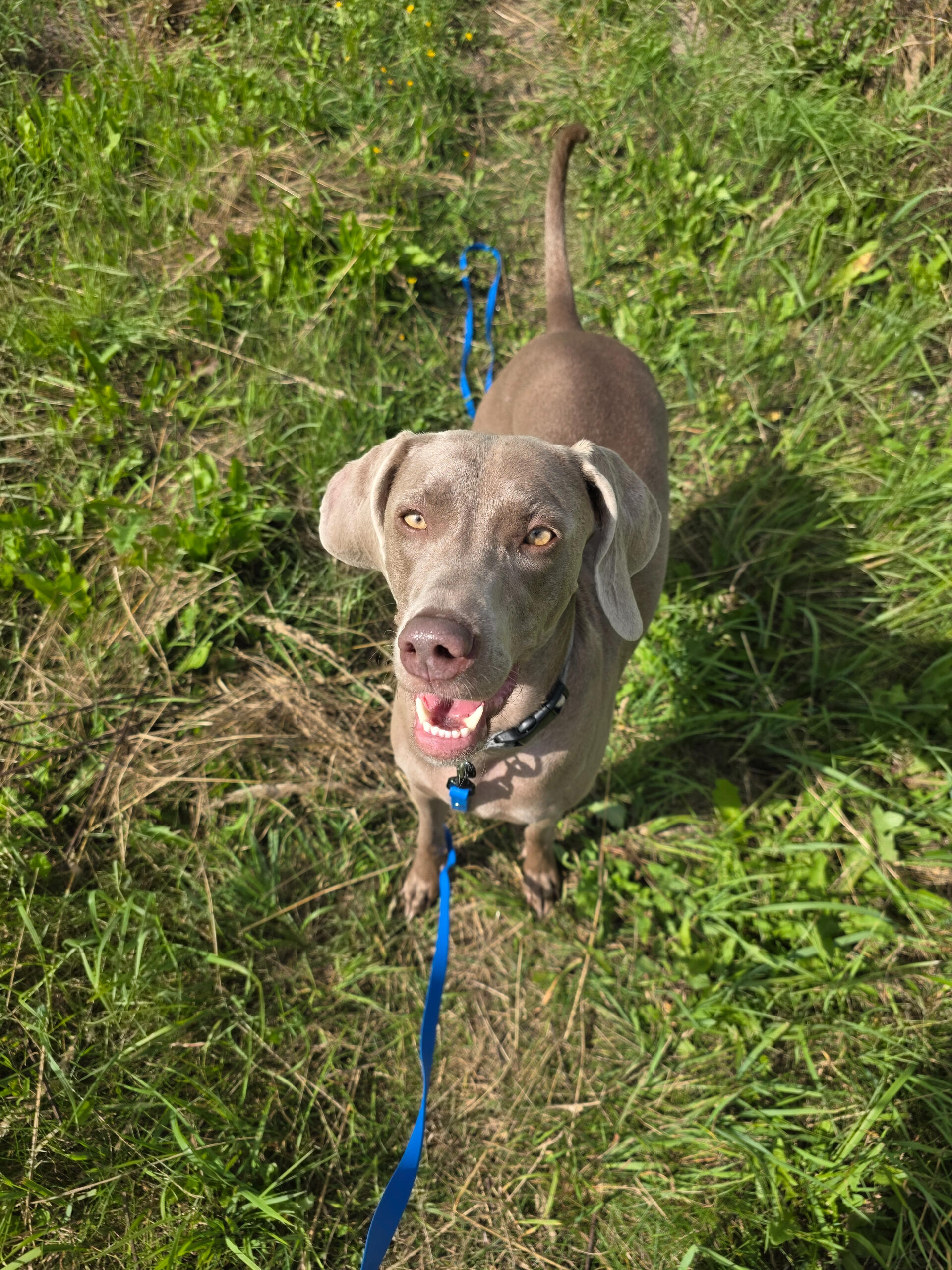 szczęśliwy pies na szkoleniu